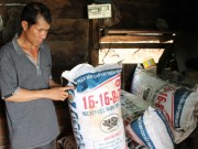 Kiên quyết dẹp “nạn” phân bón giả - Kỳ I: Nông dân chịu thiệt hại nặng