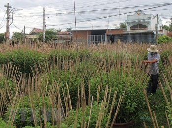 Thị trường hoa Tết ở Nam Trung Bộ: Đối diện nhiều thách thức