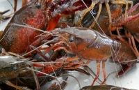 Quản lý thị trường huy động toàn lực lượng ngăn chặn tôm hùm đỏ