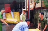 Buộc tiêu hủy hơn 1.600kg quả trám trắng nhập lậu từ Trung Quốc