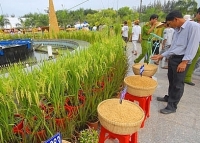 Hơn 800 gian hàng tham gia Festival Lúa gạo Việt Nam lần IV