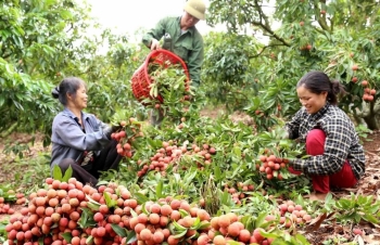 Quản lý thị trường triển khai Kế hoạch hỗ trợ tiêu thụ nông sản cho vùng dịch