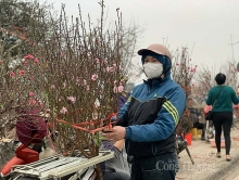 Đào Nhật Tân được mùa, vắng khách