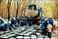 Ấn Độ dự báo tăng nhập khẩu cao su năm 2014-2015