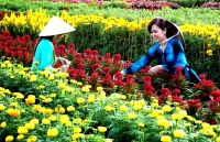 Làng hoa Cái Mơn (Bến Tre): Rộn ràng đón tết