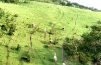 Ngựa bạch “nâng cánh” Hữu Kiên