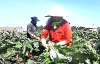 Bà con dân tộc liên kết trồng atisô