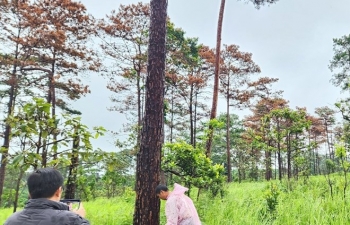 Xót xa những rừng thông ở Tây Nguyên đang bị hạ độc