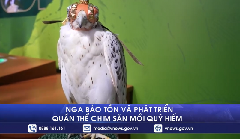 Nga bảo tồn và phát triển quần thể chim săn mồi quý hiếm