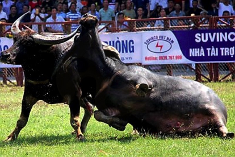 Trực tiếp Lễ hội Chọi trâu Đồ Sơn 2023