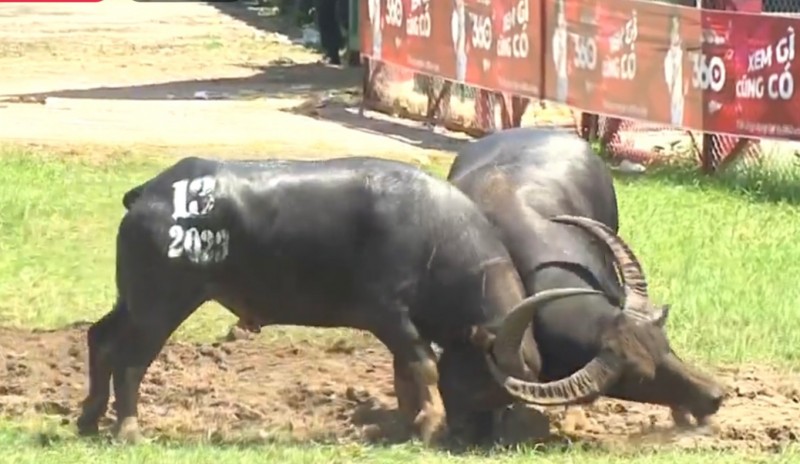 Video những trận đấu hấp dẫn và chung kết Hội chọi trâu Đồ Sơn năm 2023