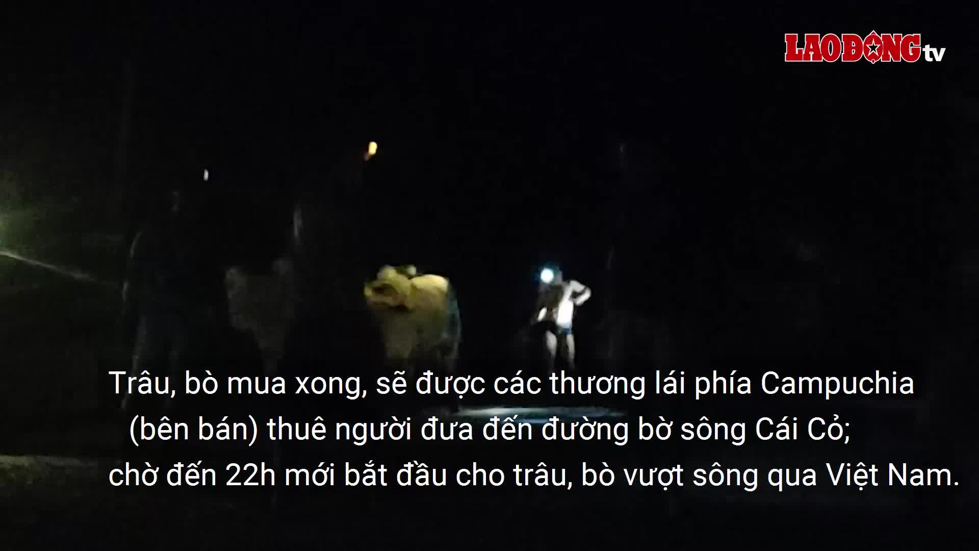 Tỉnh Long An vào cuộc vụ trâu, bò lậu nhập từ Campuchia về Việt Nam