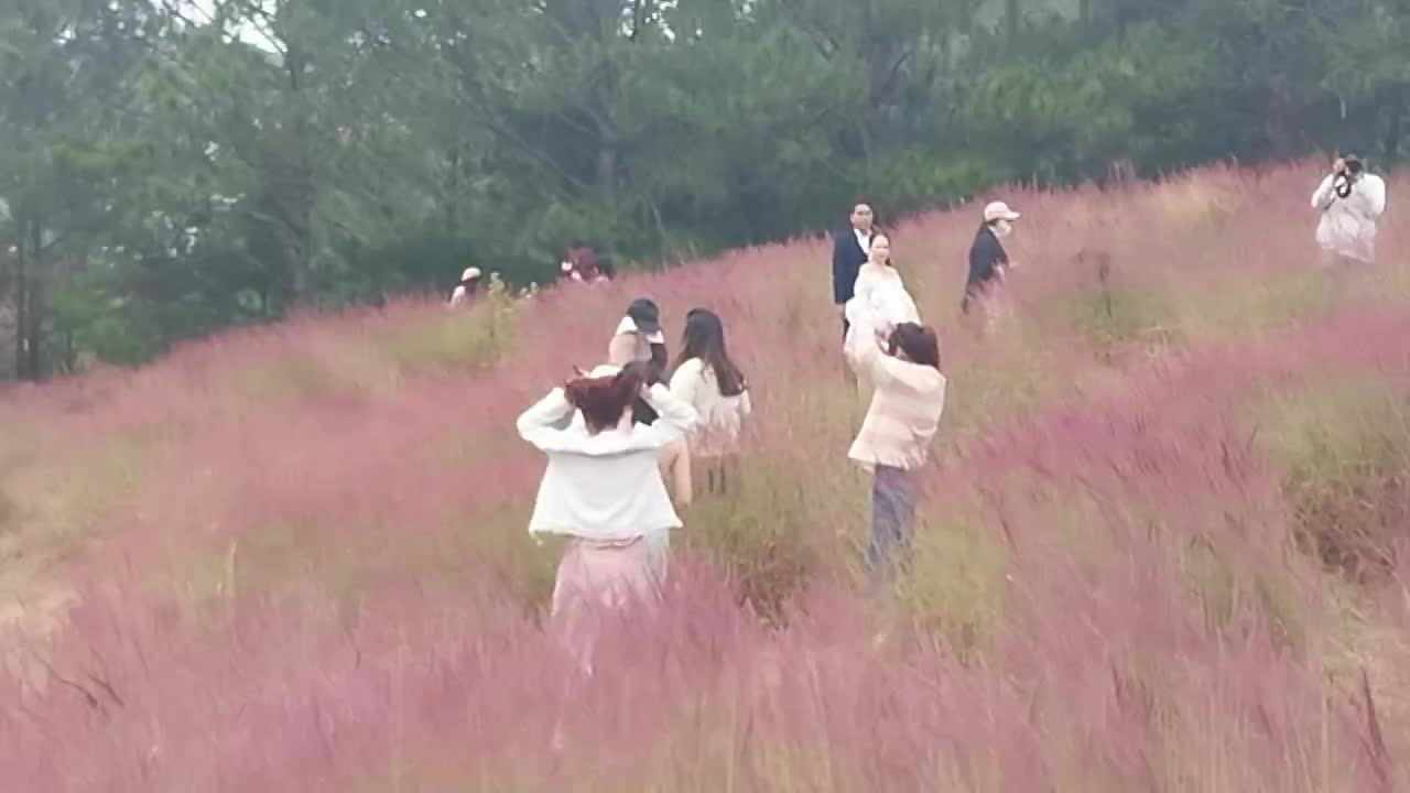 Lâm Đồng: Đồi cỏ hồng - điểm đến không thể bỏ qua