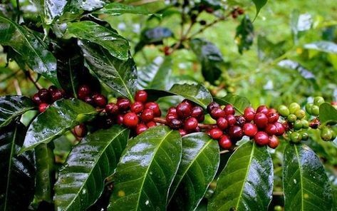 Brazil nâng sản lượng cà phê lên mức kỷ lục