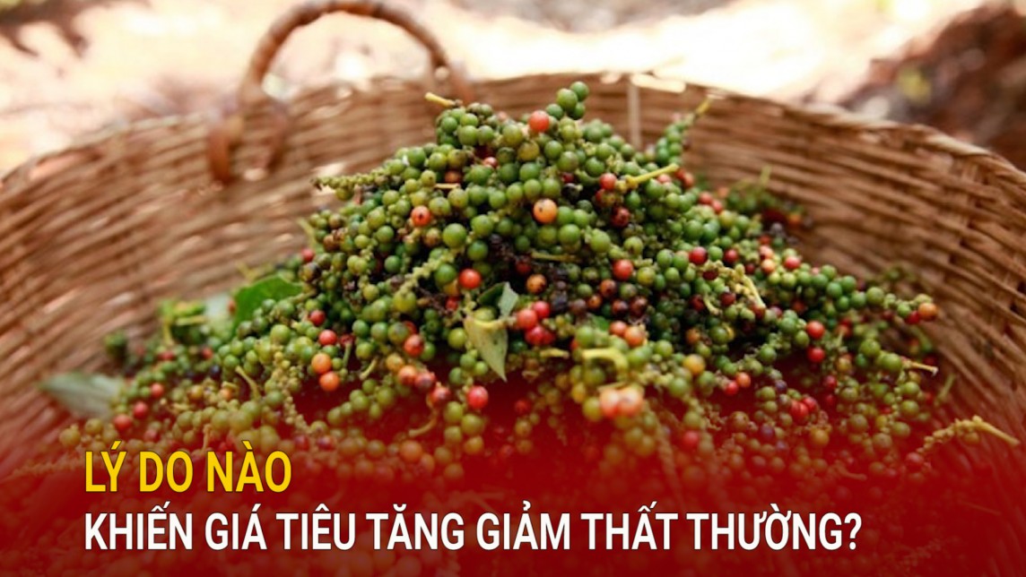 Lý do nào khiến giá tiêu tăng giảm thất thường?