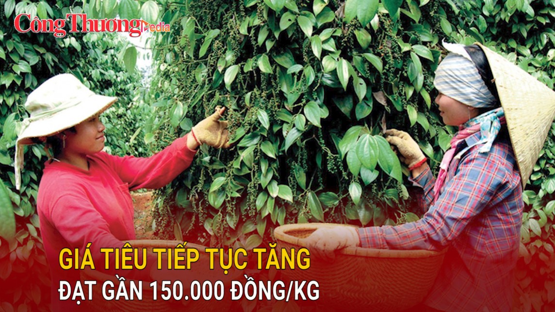 Giá tiêu tiếp tục tăng vọt, đạt gần 150.000 đồng/kg