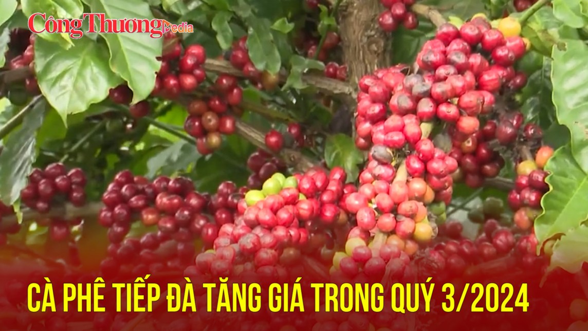Cà phê tiếp đà tăng giá trong quý 3/2024