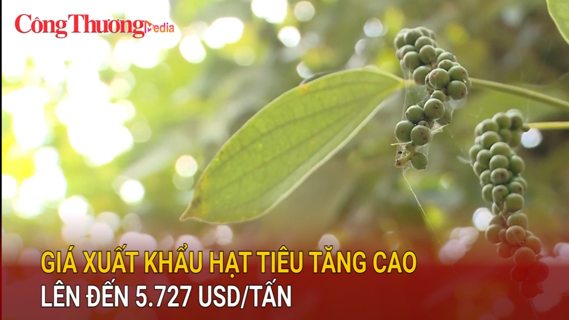 Giá xuất khẩu hạt tiêu tăng cao lên đến 5.727 USD/tấn