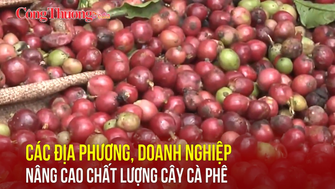 Các địa phương, doanh nghiệp nâng cao chất lượng cây cà phê