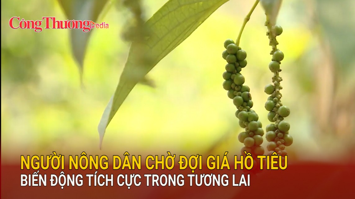 Người nông dân chờ đợi giá hồ tiêu biến động tích cực trong tương lai