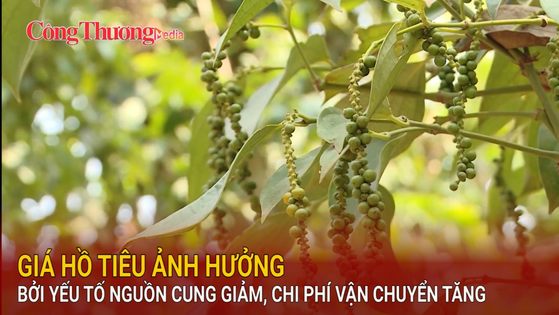 Giá hồ tiêu ảnh hưởng bởi yếu tố nguồn cung giảm, chi phí vận chuyển tăng
