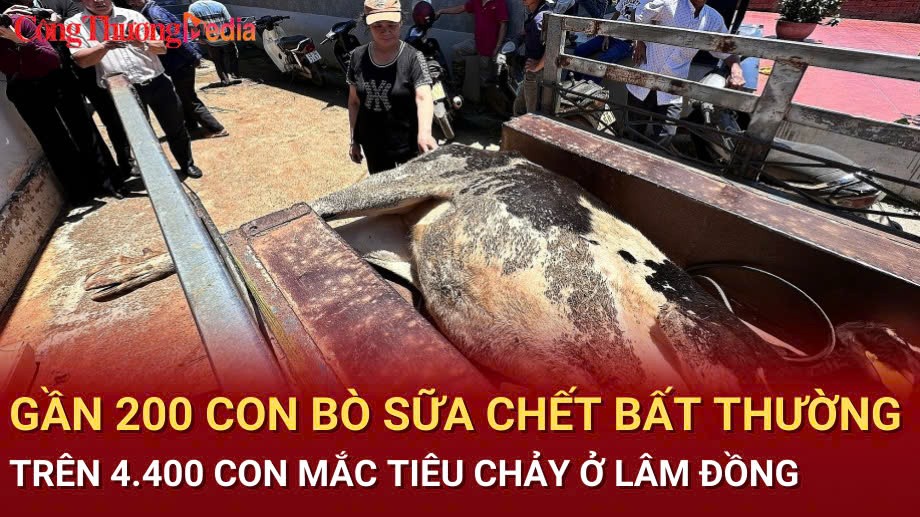 Lâm Đồng: Gần 200 con bò sữa chết bất thường