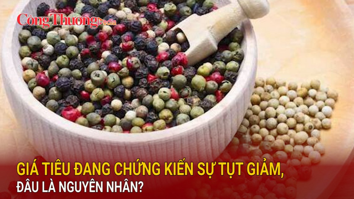 Giá tiêu đang chứng kiến sự tụt giảm, đâu là nguyên nhân?
