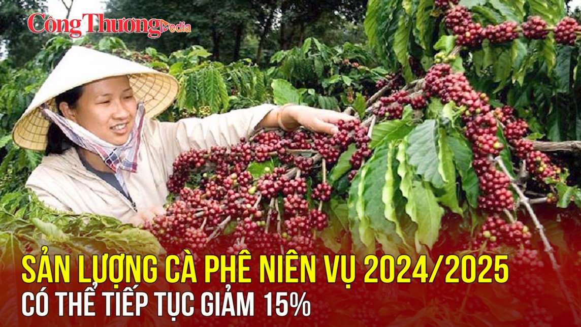 Sản lượng cà phê niên vụ 2024/2025 có thể tiếp tục giảm 15%