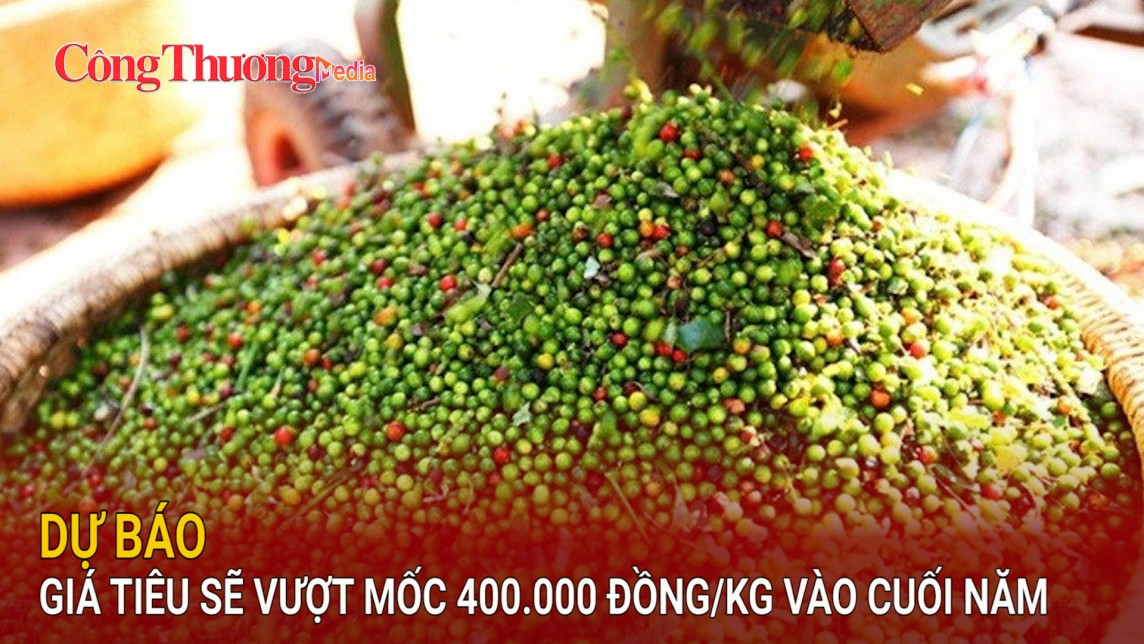 Dự báo giá tiêu sẽ vượt mốc 400.000 đồng/kg vào cuối năm