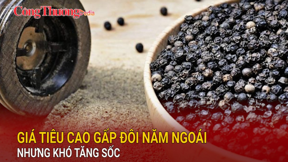 Giá tiêu cao gấp đôi năm ngoái nhưng khó tăng sốc