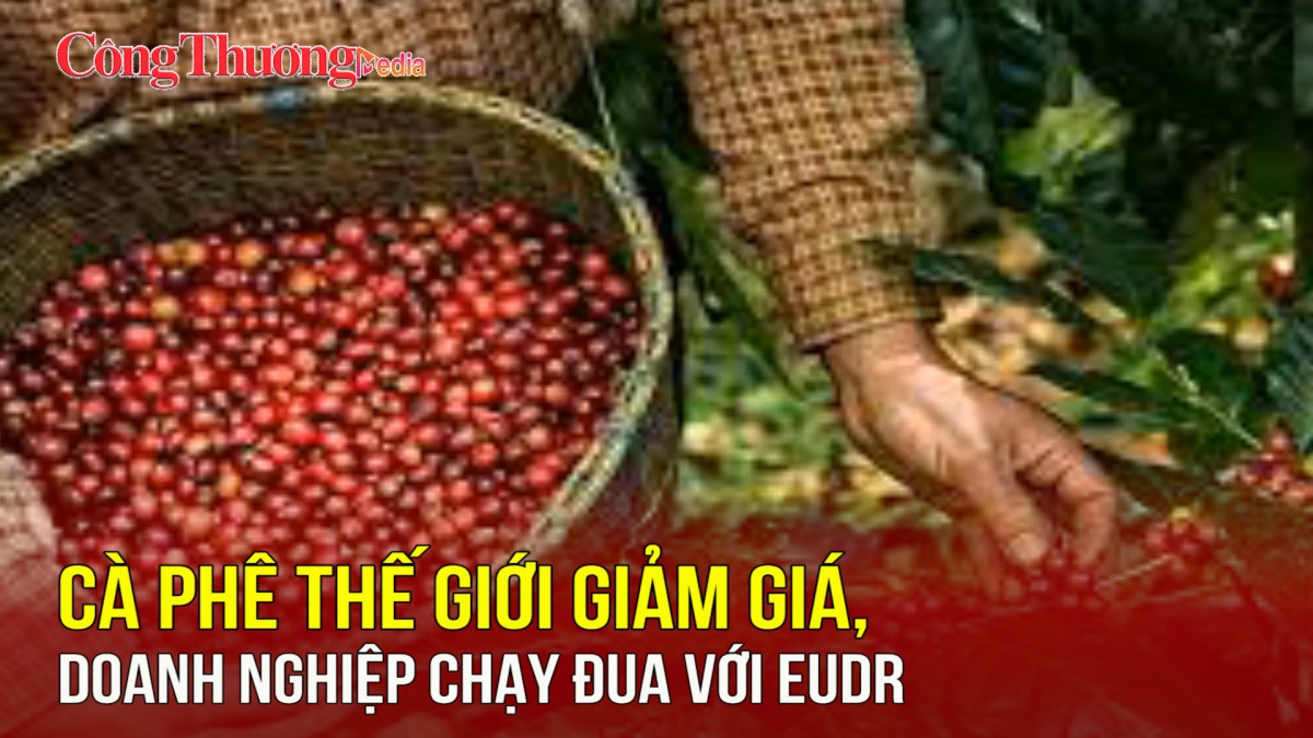 Cà phê thế giới giảm giá, doanh nghiệp chạy đua với EUDR