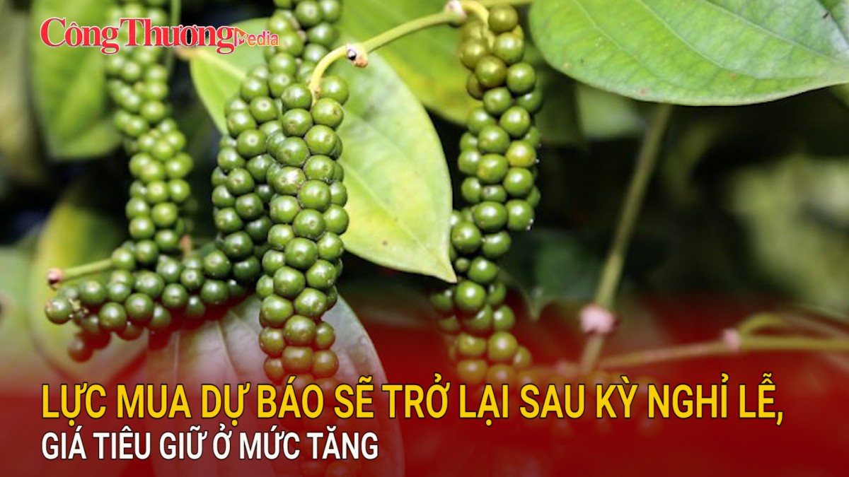 Lực mua dự báo sẽ trở lại sau kỳ nghỉ lễ, giá tiêu giữ ở mức tăng