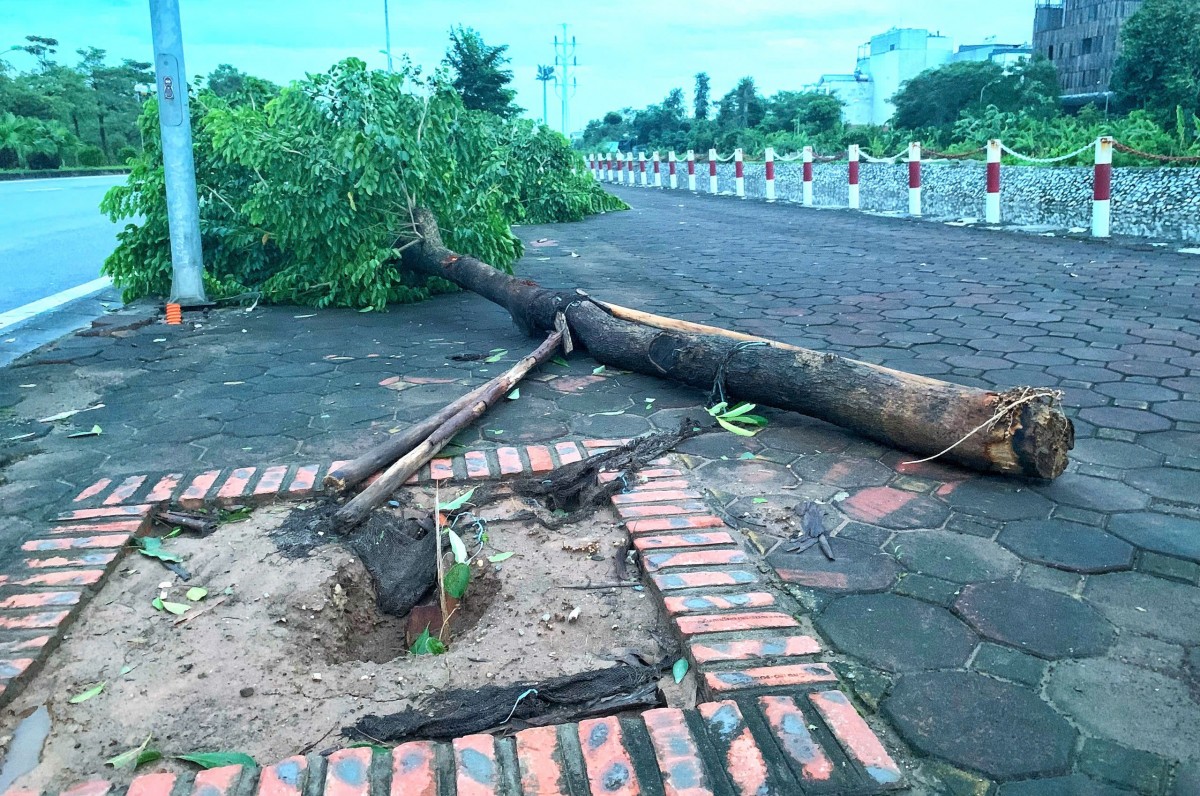 Cây xanh ở Hà Nội trồng không gốc bật đổ sau khi bão số 3 tràn về
