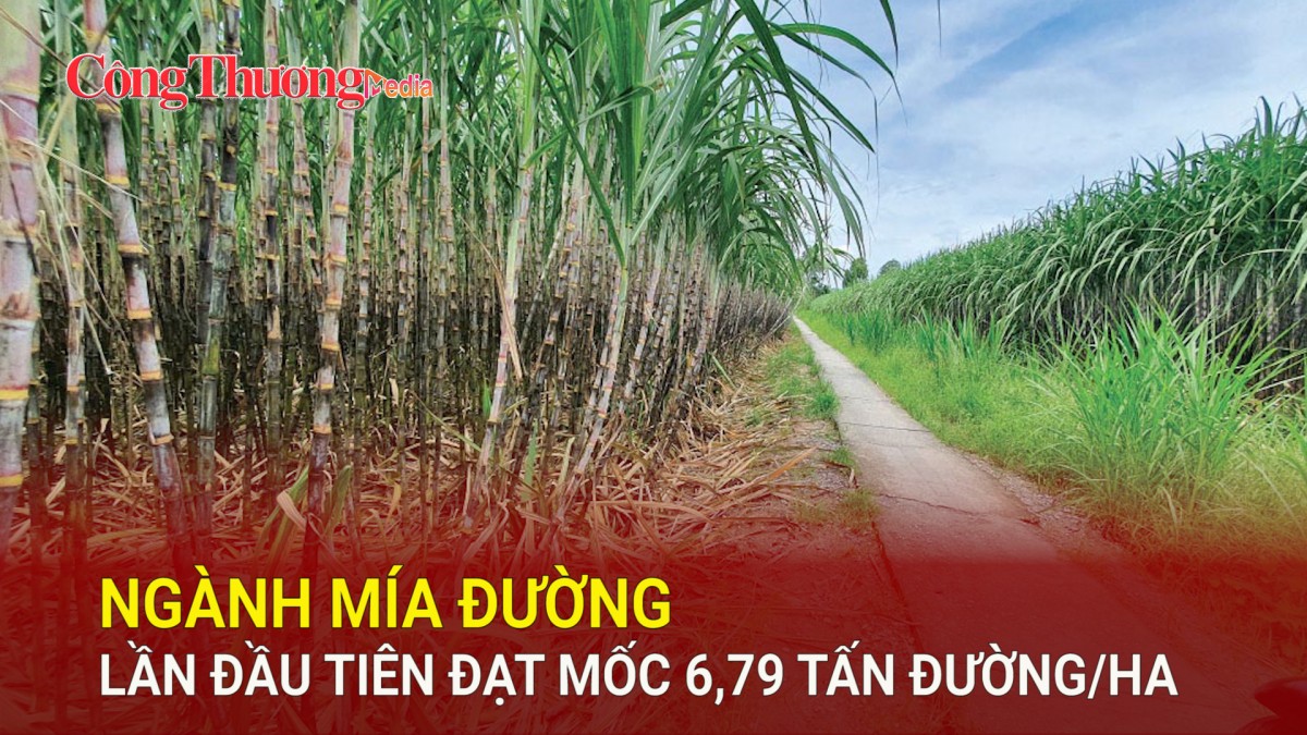 Ngành mía đường lần đầu tiên đạt mốc 6,79 tấn đường/ha