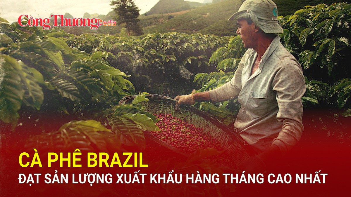 Cà phê Brazil đạt sản lượng xuất khẩu hàng tháng cao nhất