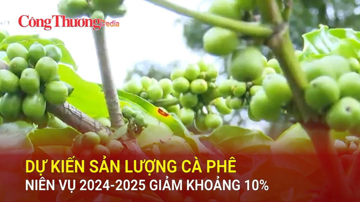 Dự kiến sản lượng cà phê niên vụ 2024-2025 giảm khoảng 10%