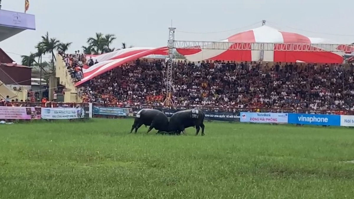 Kịch tính 'ông trâu' thi đấu tại Lễ hội chọi trâu Đồ Sơn 2024