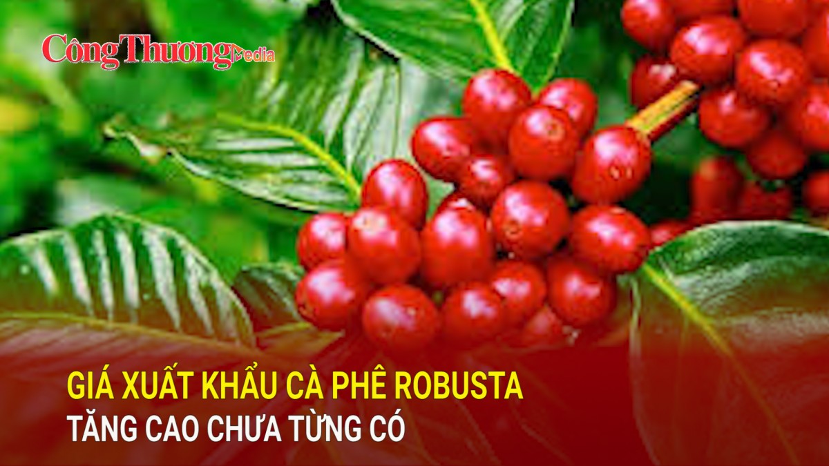 Giá xuất khẩu cà phê Robusta tăng cao chưa từng có