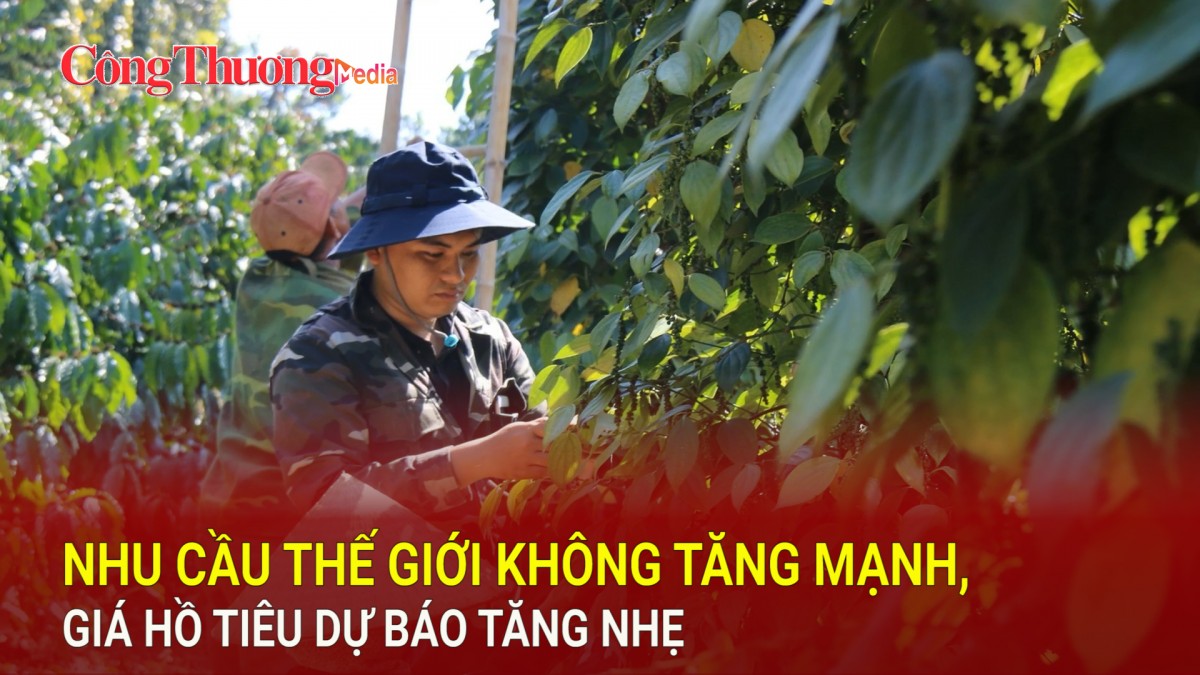 Nhu cầu thế giới không tăng mạnh, giá hồ tiêu dự báo tăng nhẹ