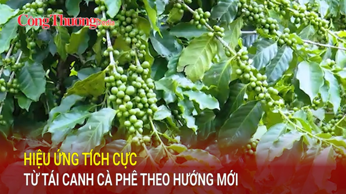 Hiệu ứng tích cực từ tái canh cà phê theo hướng mới