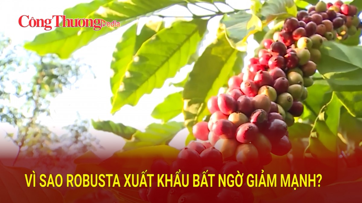 Vì sao giá Robusta xuất khẩu bất ngờ giảm mạnh?
