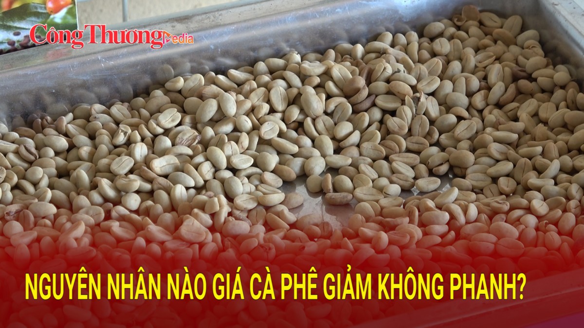 Nguyên nhân nào giá cà phê giảm không phanh?