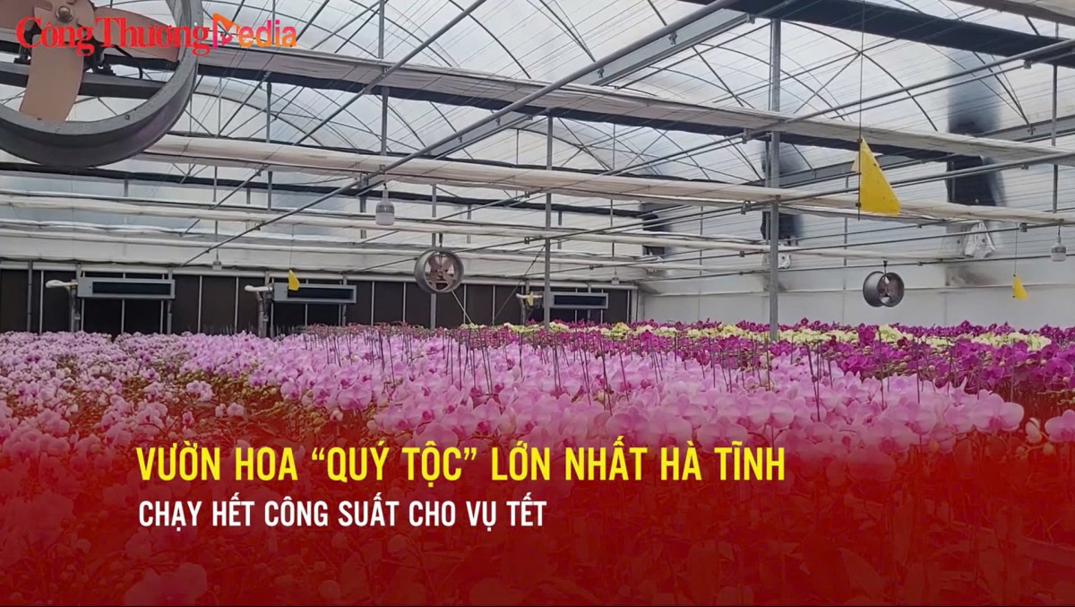 Vườn hoa ‘quý tộc’ lớn nhất Hà Tĩnh chạy hết công suất cho vụ Tết