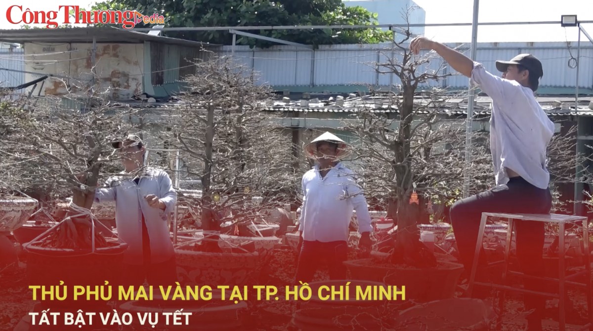 Thủ phủ mai vàng tại TP. Hồ Chí Minh tất bật vào vụ Tết