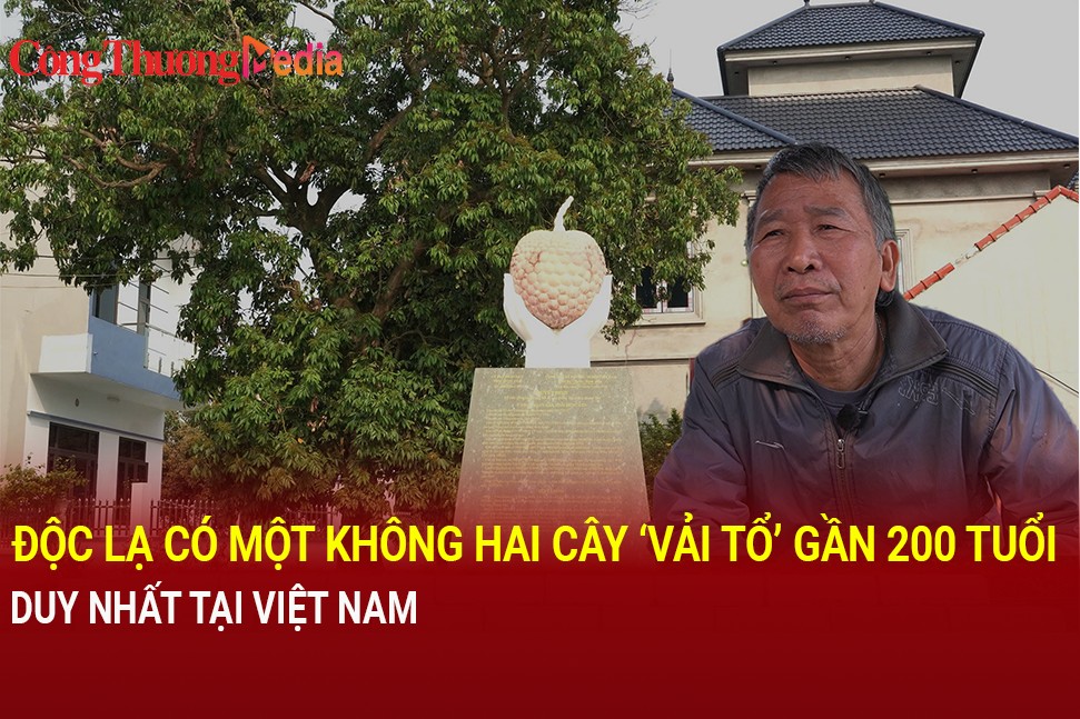 Chiêm ngưỡng cây vải tổ gần 200 tuổi duy nhất tại Việt Nam
