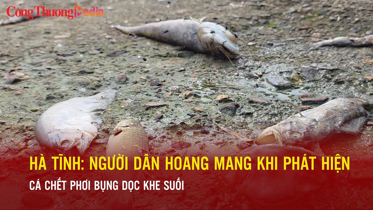 Hà Tĩnh: Người dân hoang mang khi phát hiện cá chết phơi bụng dọc suối Khe Ác