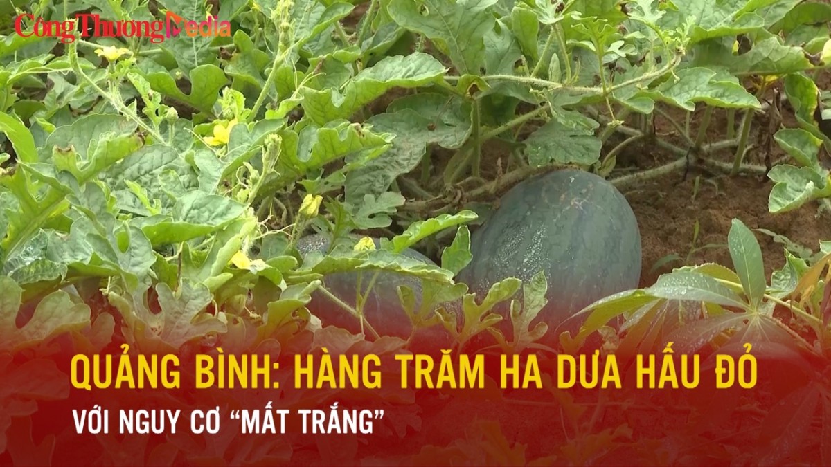Quảng Bình: Hàng trăm ha dưa hấu đỏ với nguy cơ