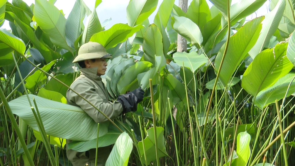 “Thủ phủ” lá dong Hà Nội trúng mùa thu hoạch