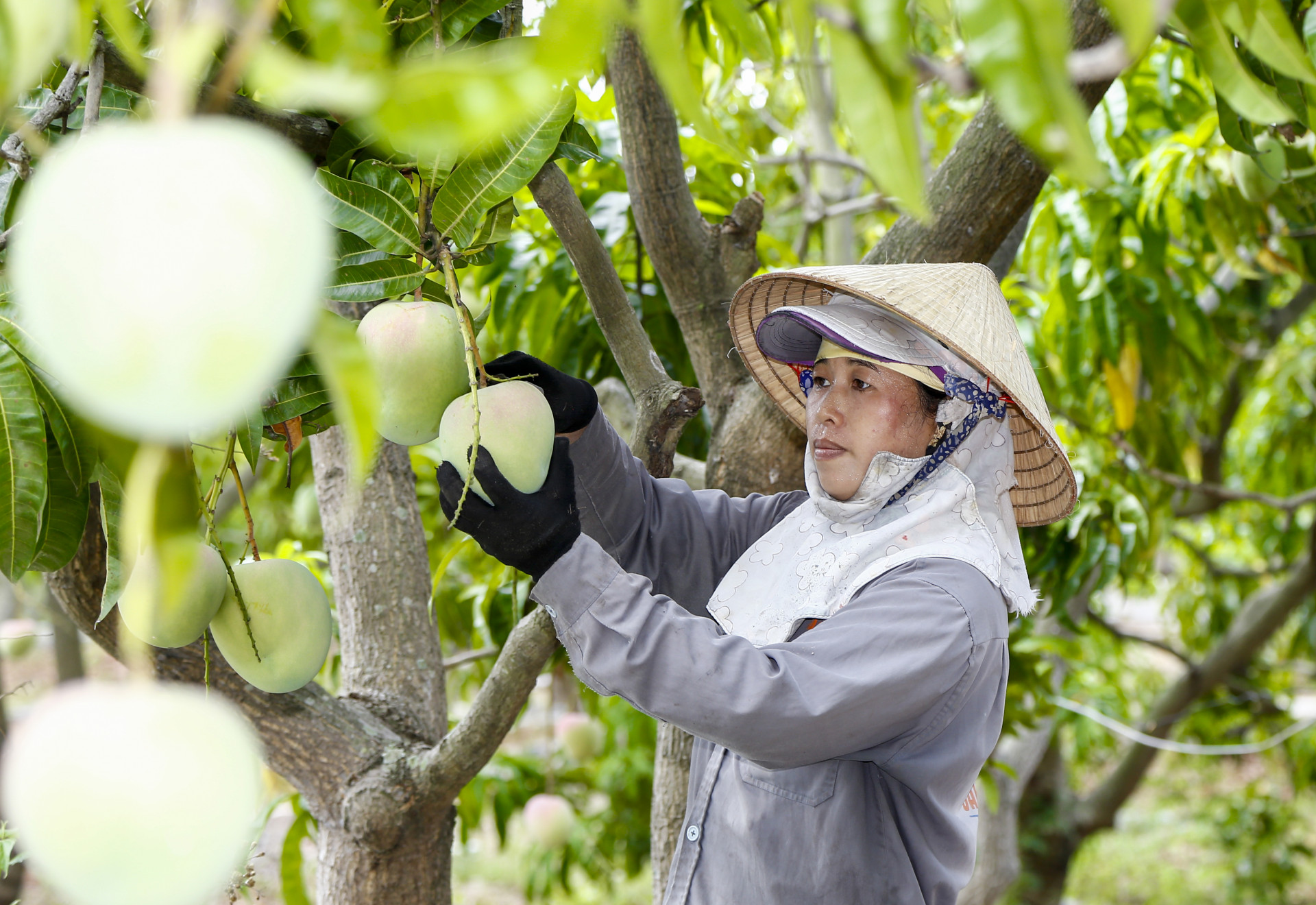 Liên kết chuỗi giá trị nâng cao chất lượng nông sản nông thôn mới