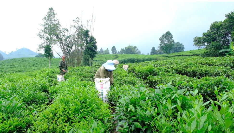 Mường Khương phát triển chè hữu cơ, đẩy mạnh kết nối tiêu thụ